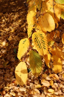 Carpinus betulus - habr obecný - podzimní listí (83)